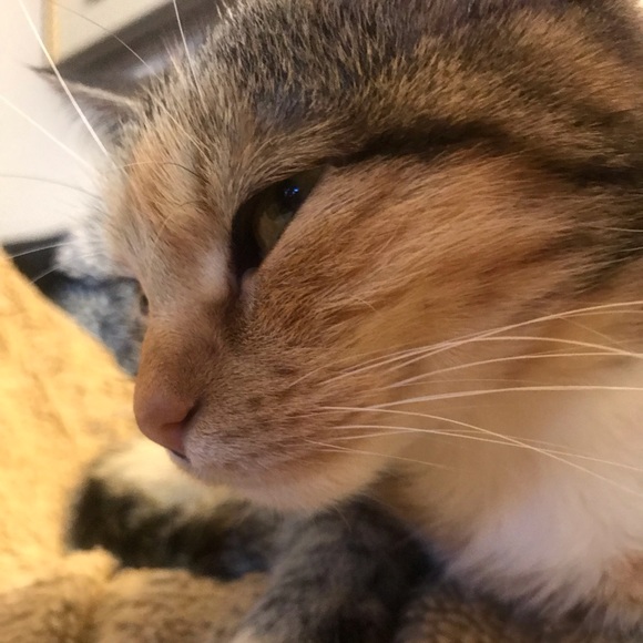 Meet your Posher, Ellen - Picture 1 of 1